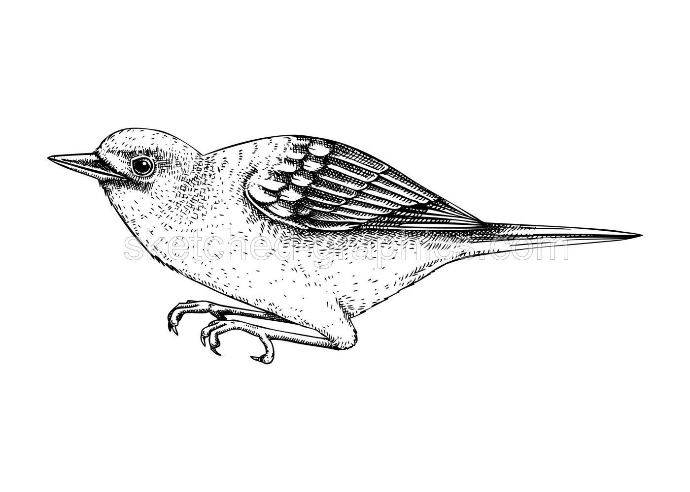 Yellow warbler vector sketch. Hand drawn wildlife illustration in engraved style. Small grey bird isolated on white background. Black and white songbird drawing for print, poster, card Illustration